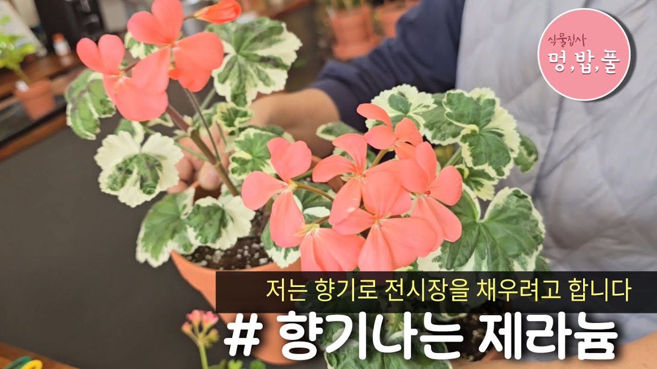 제라늄,리갈제라늄의 매력#수원일월수목원#멍밥풀 #geranium #pelargonium #멍밥풀제라늄
