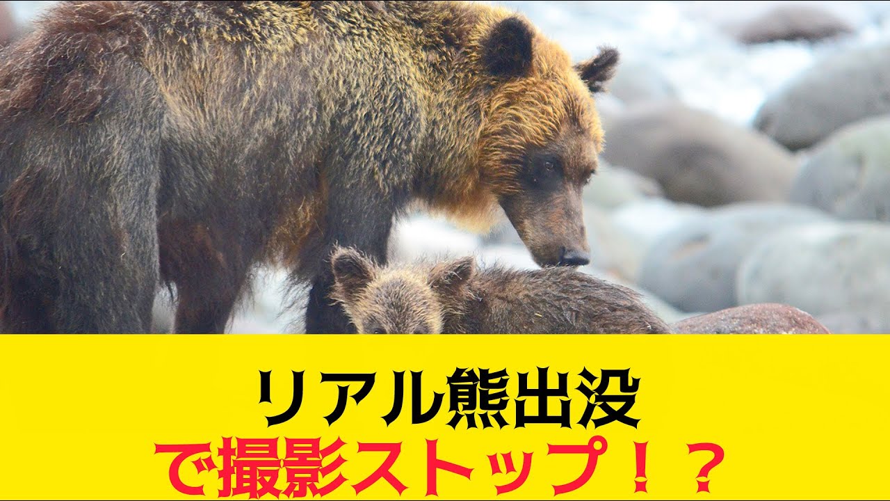 Netflix bear movie filming disrupted by real bear appearance [2ch summary] [2ch thread] [5ch thread]