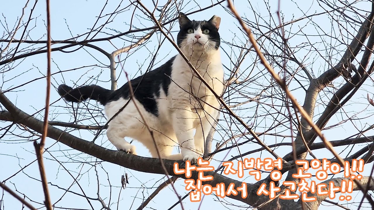[#969] 집 나갔다가 돌아오는 고양이들의 하루