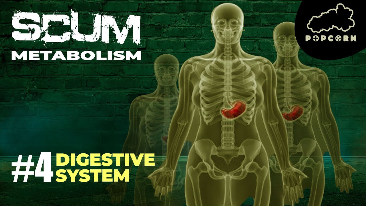 SCUM Digestive System Metabolism Breakdown Series (SCUM Game ) #SCUM