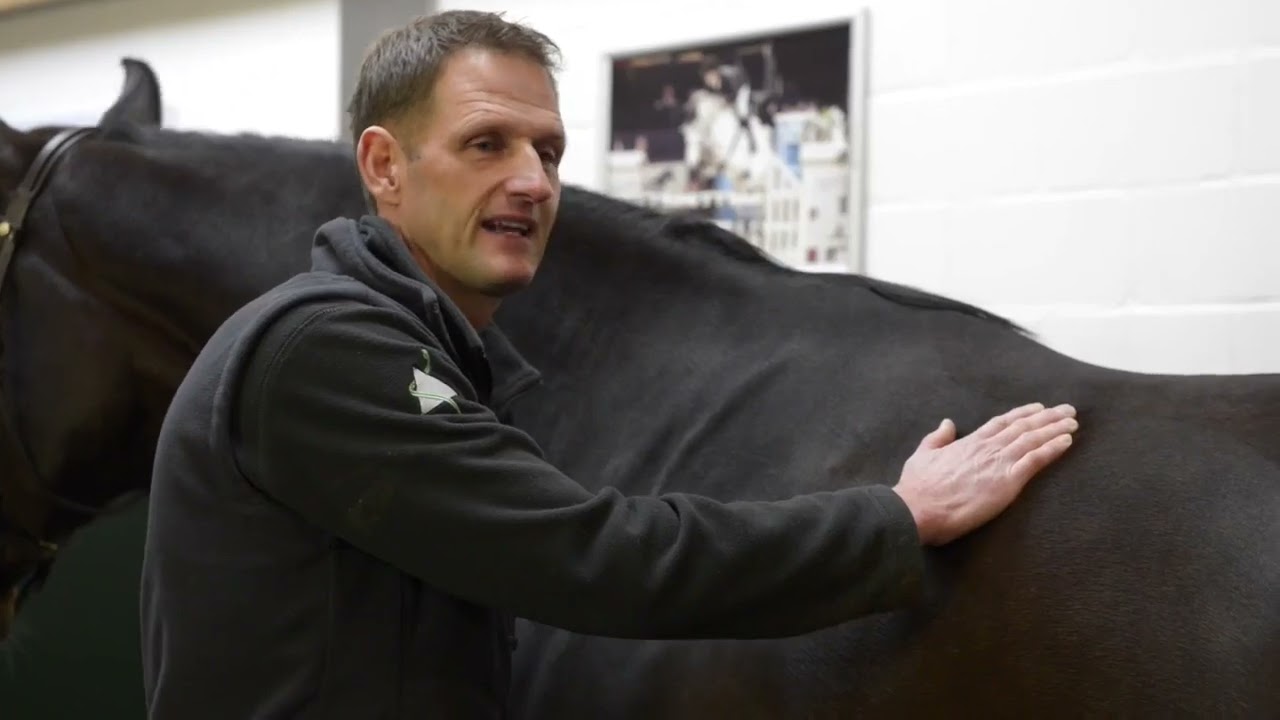 De spieren van sportpaarden