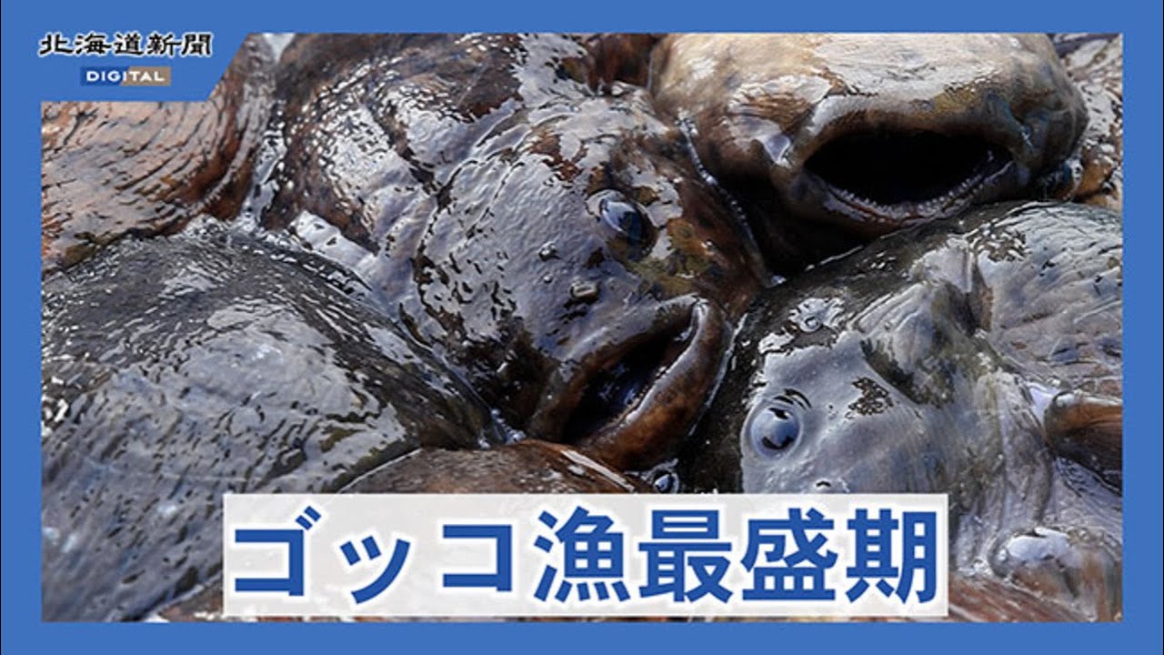 冬の味覚　ゴッコ漁たけなわ　函館市・恵山沖
