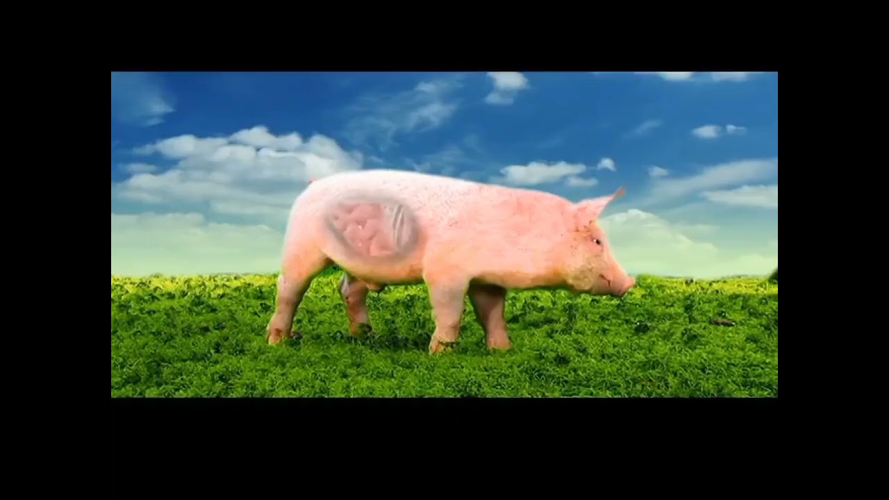 Pigrolac Premium Pembro 2022