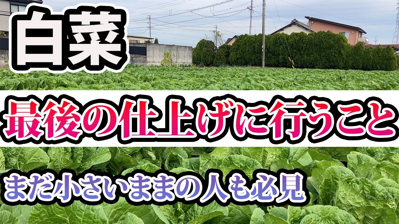 【白菜】収穫前の仕上げに！まだ小さいままの人も見てください