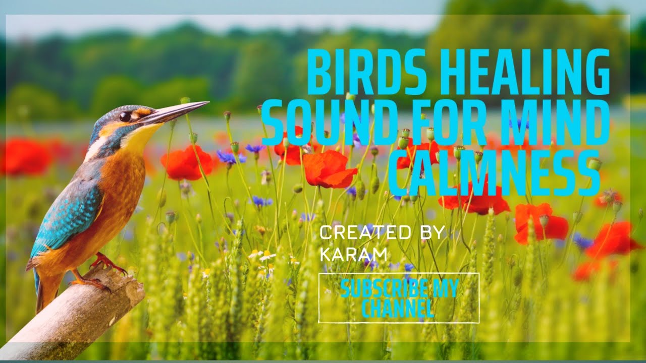 Birds Healing Sounds  in Nature for mind || 