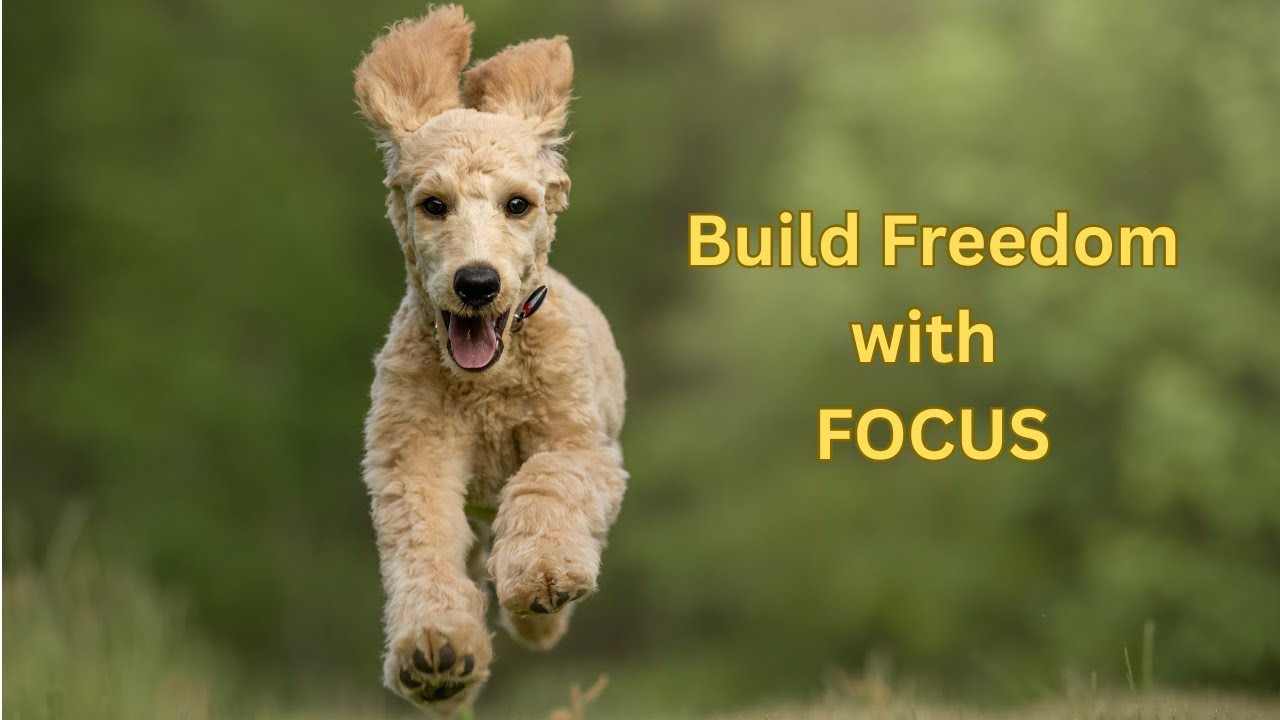 How to Use a Long Lead to Build Off-Leash Engagement, Focus & Freedom