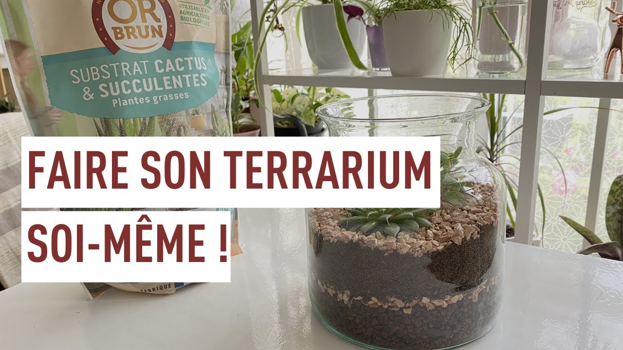 Créer son terrarium de plantes succulentes !