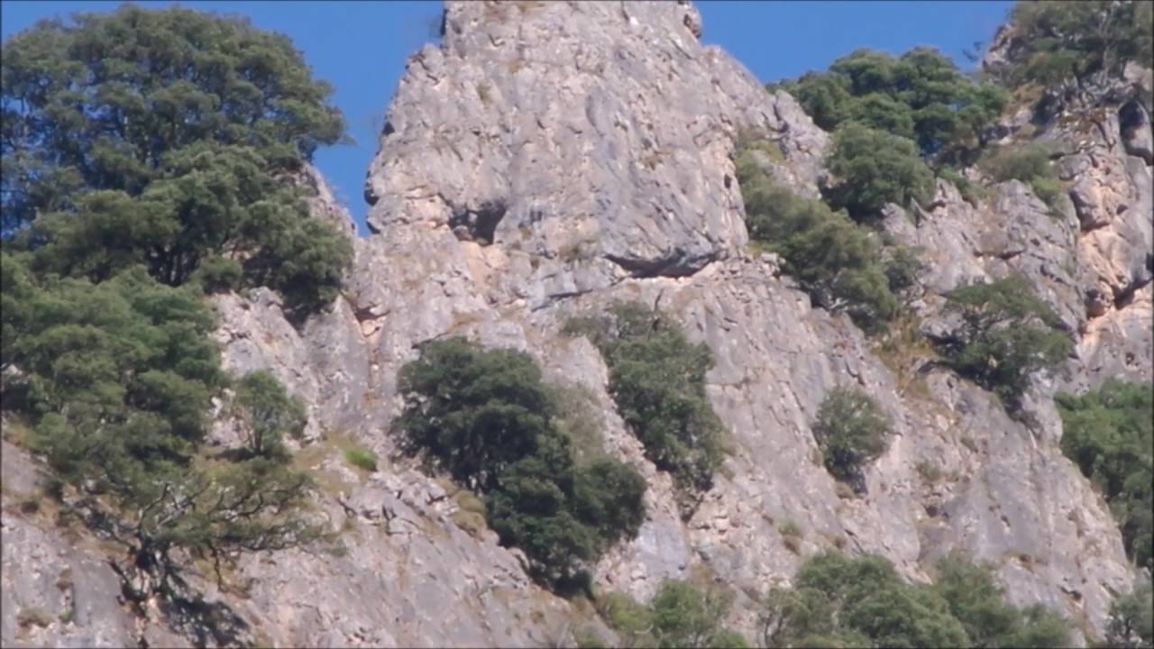 Vale gieren in Somiedo