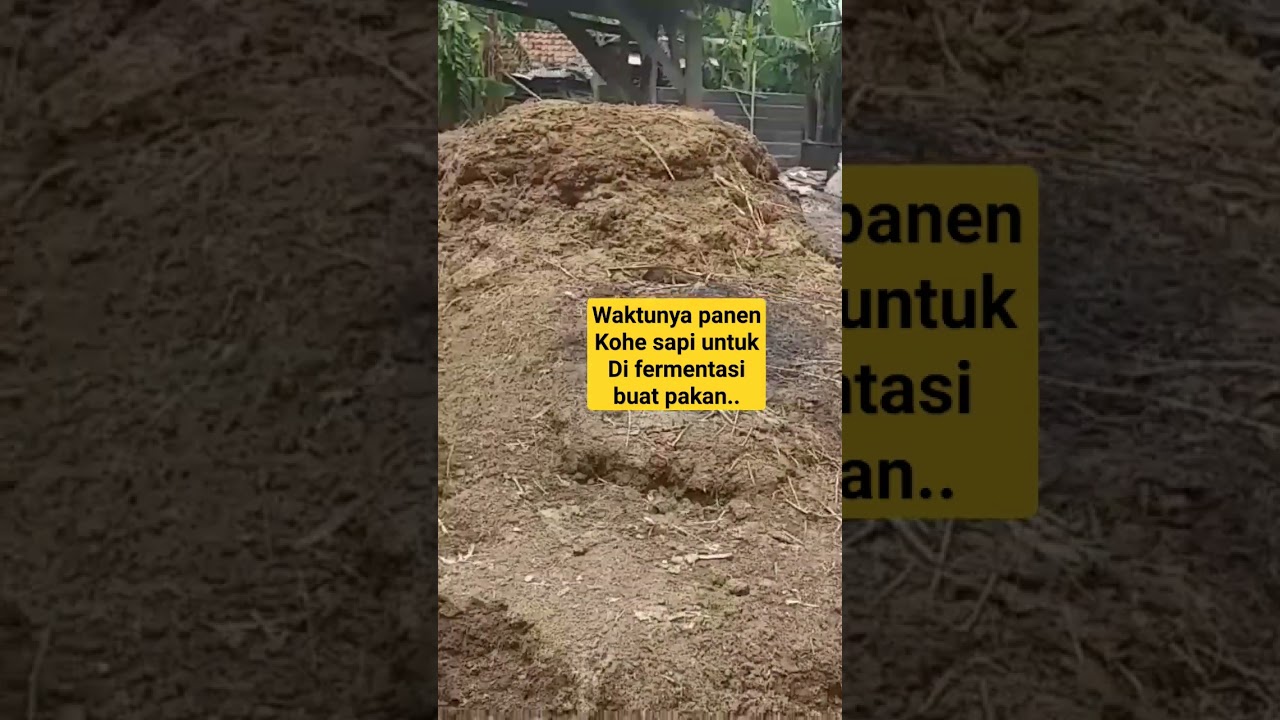 kohe sapi di fermentasi untuk pakan.. #sapi, #kohe, #pakan, #limbahorganik, #sapipenggemukkan