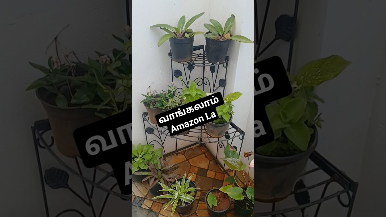 இனி Plant Stand Amazon ல,Urban Plant ல வாங்கலாம் 