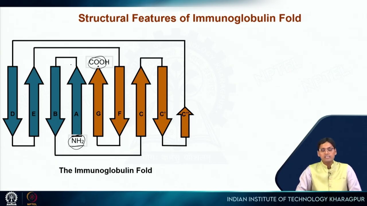 Lecture 49: Antibody- structure, function and diversity #swayamprabha