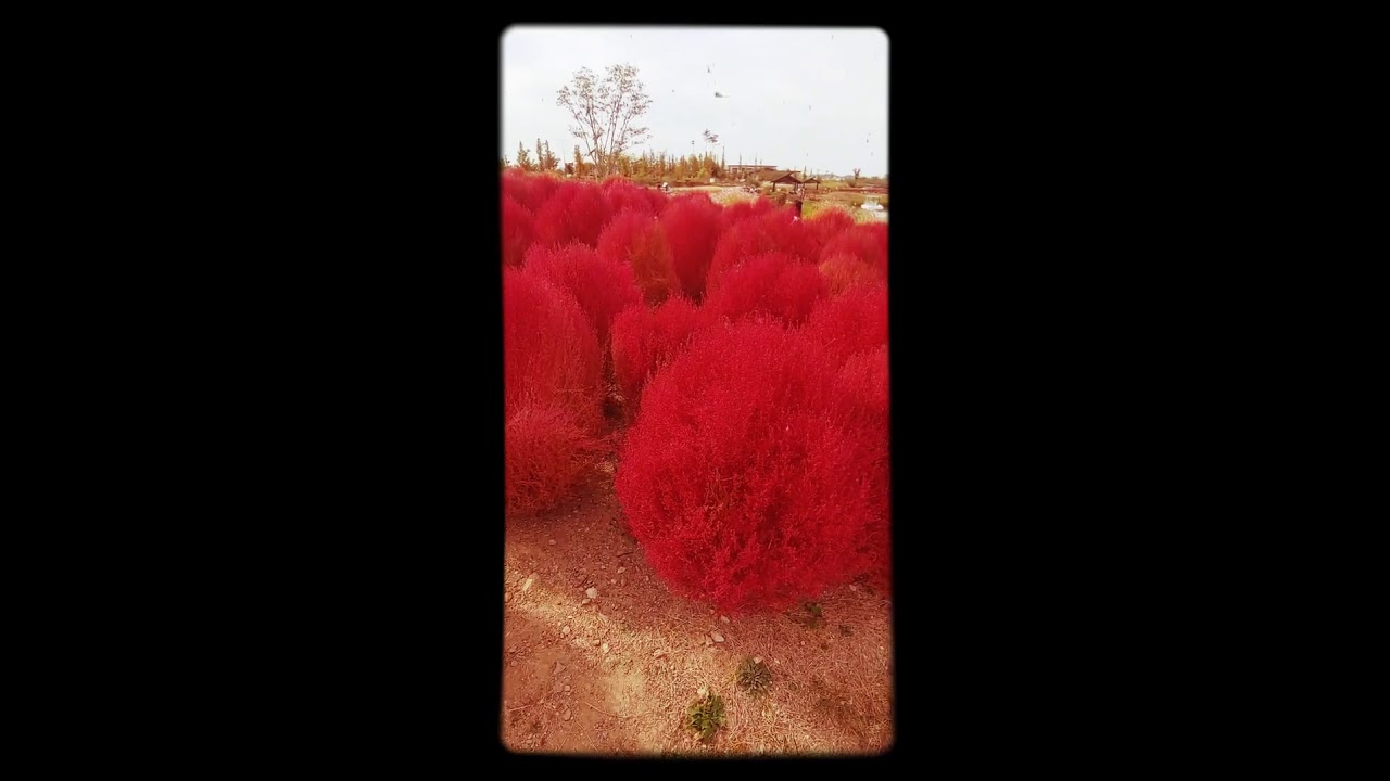Kochia Scoparia  Red burning bush