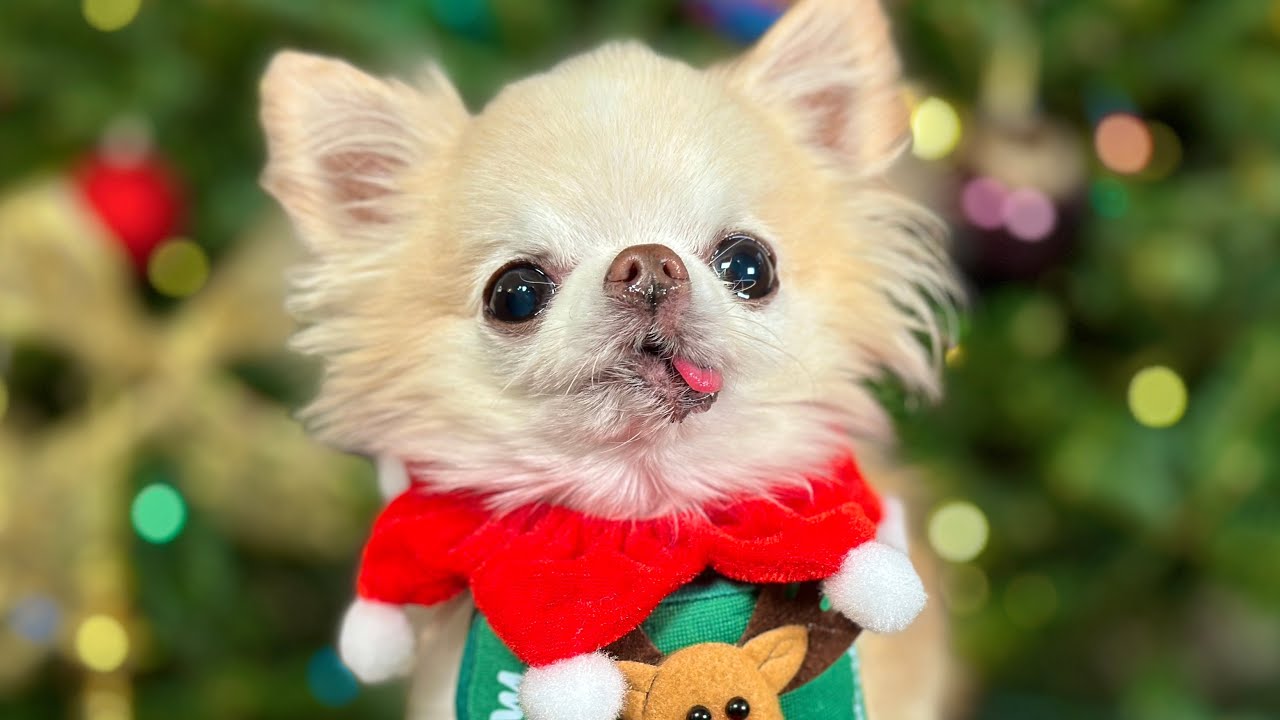 🎄Santa really ✨spoiled✨ me! 🥹