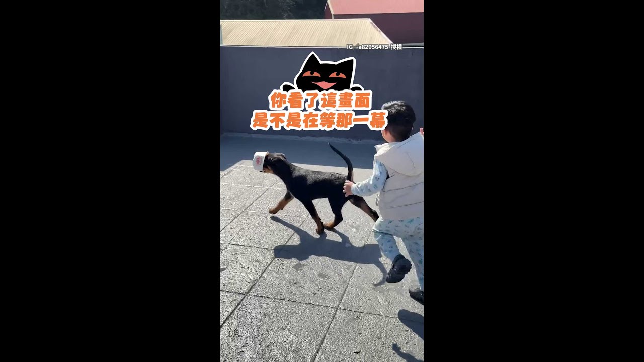 【就是在等最後一幕】小狗咬碗遮臉前進　神級閃柱仍敵不過命運 #Shorts