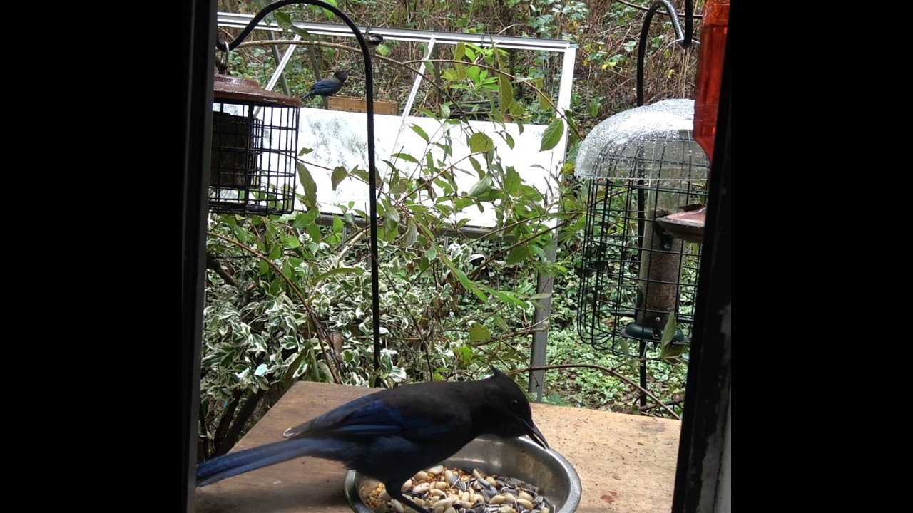 23 Minutes of rain and window bird feeder ASMR. Squirrel, steller's jay, northern flicker and more.