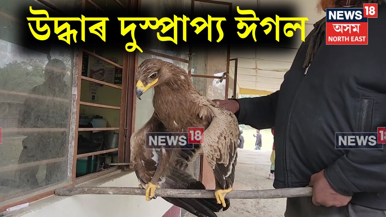 Bongaigaon Eagle Rescue | বঙাইগাঁৱৰ চক্ৰভৌম গাৱত উদ্ধাৰ দুস্প্ৰাপ্য ঈগল চৰাই। N18V