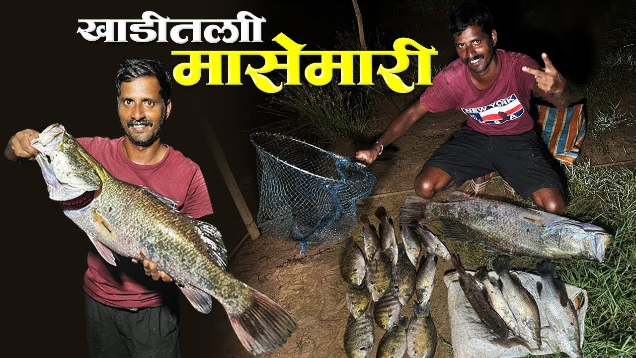 खाडीतला जिताडा आणि काळूंद्री | Big Size Barramundi And Pearspot Fish 