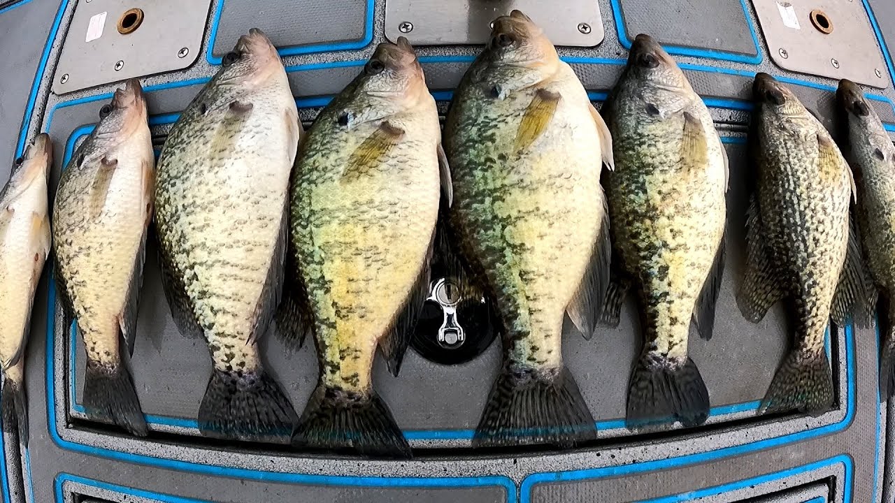 The Crappie Bite Was Insane After A Massive Cold Front!!