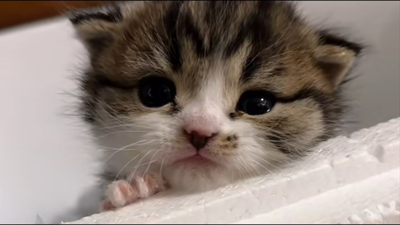 Не плачь, маленький котенок, я буду всем твоим миром!