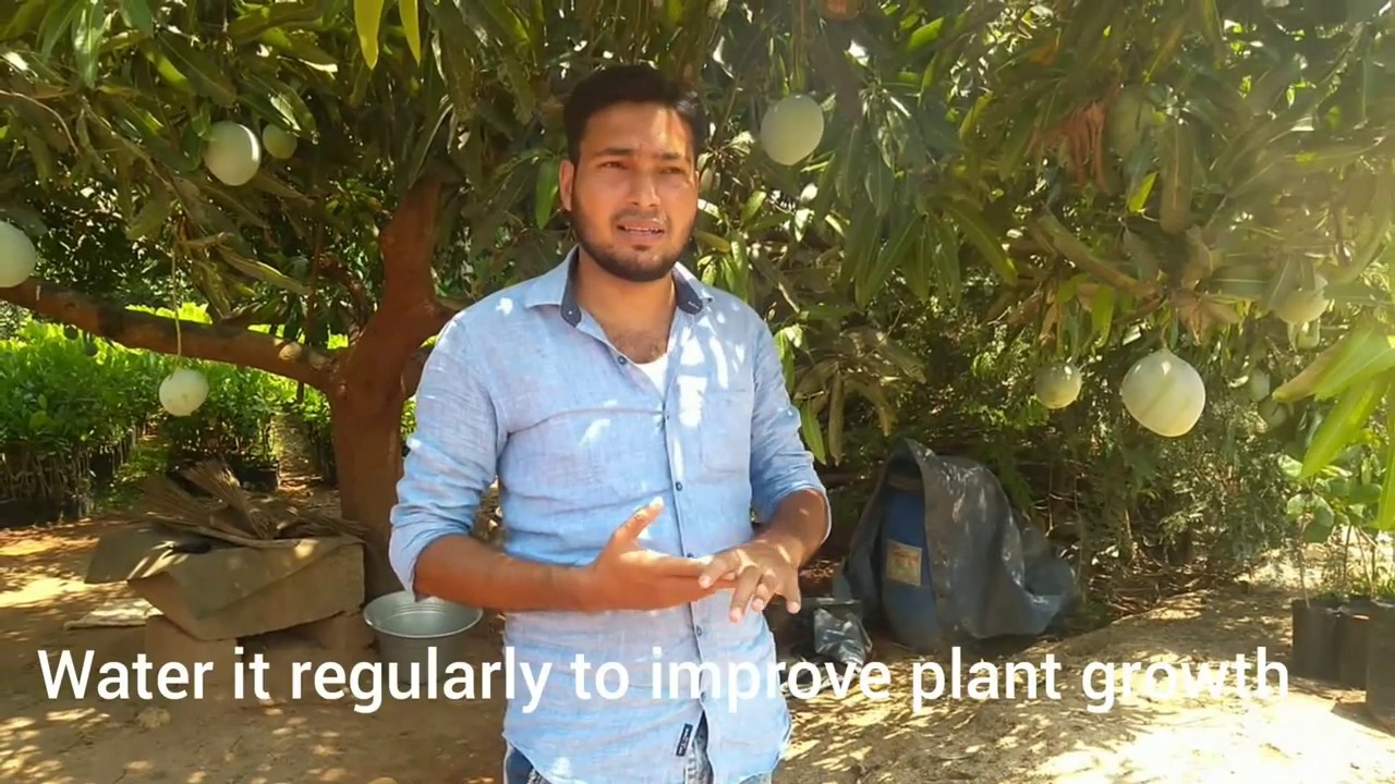 Jahangir mango tree care( Extinct mango variety) in tamil ! English subtitles ! video 1...