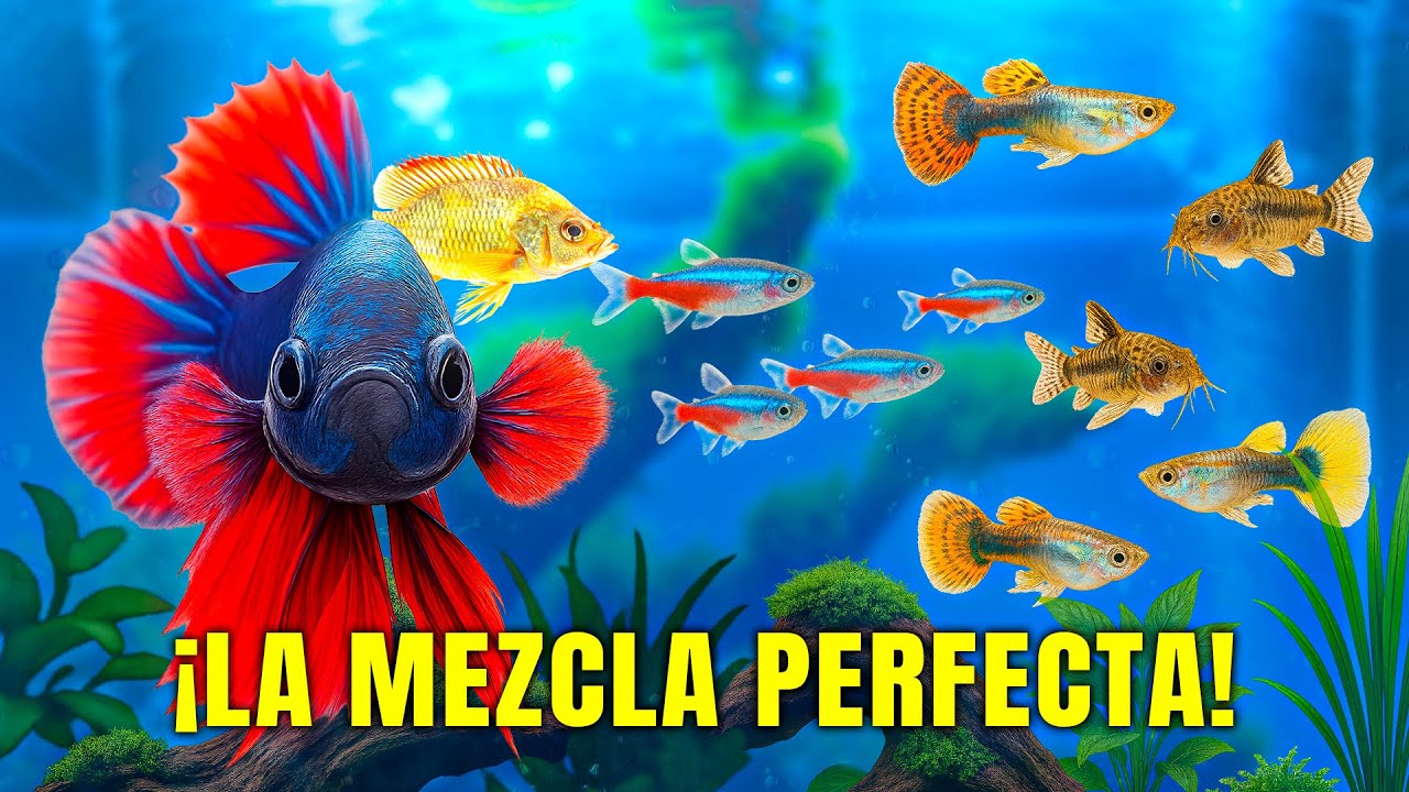 Los 5 Mejores PECES para tu Acuarios COMUNITARIOS