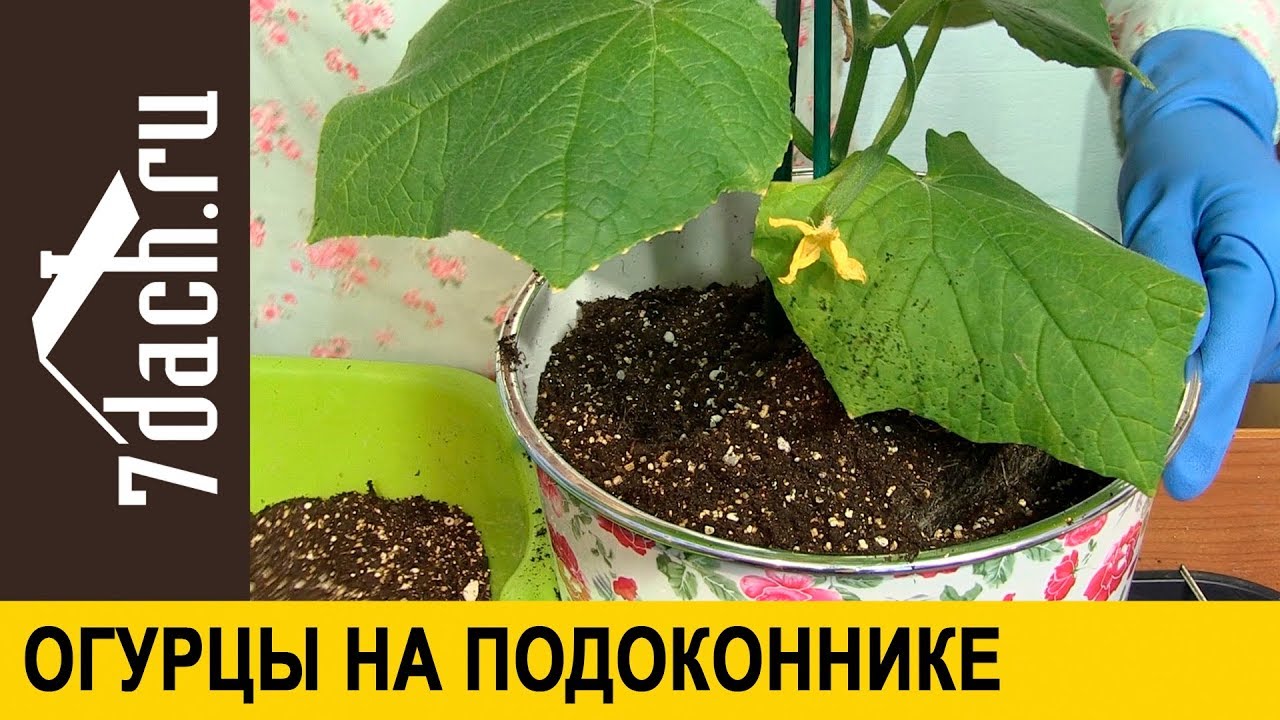 🥒 Огурцы на подоконнике. Практические советы от Марины Рыкалиной - 7 дач