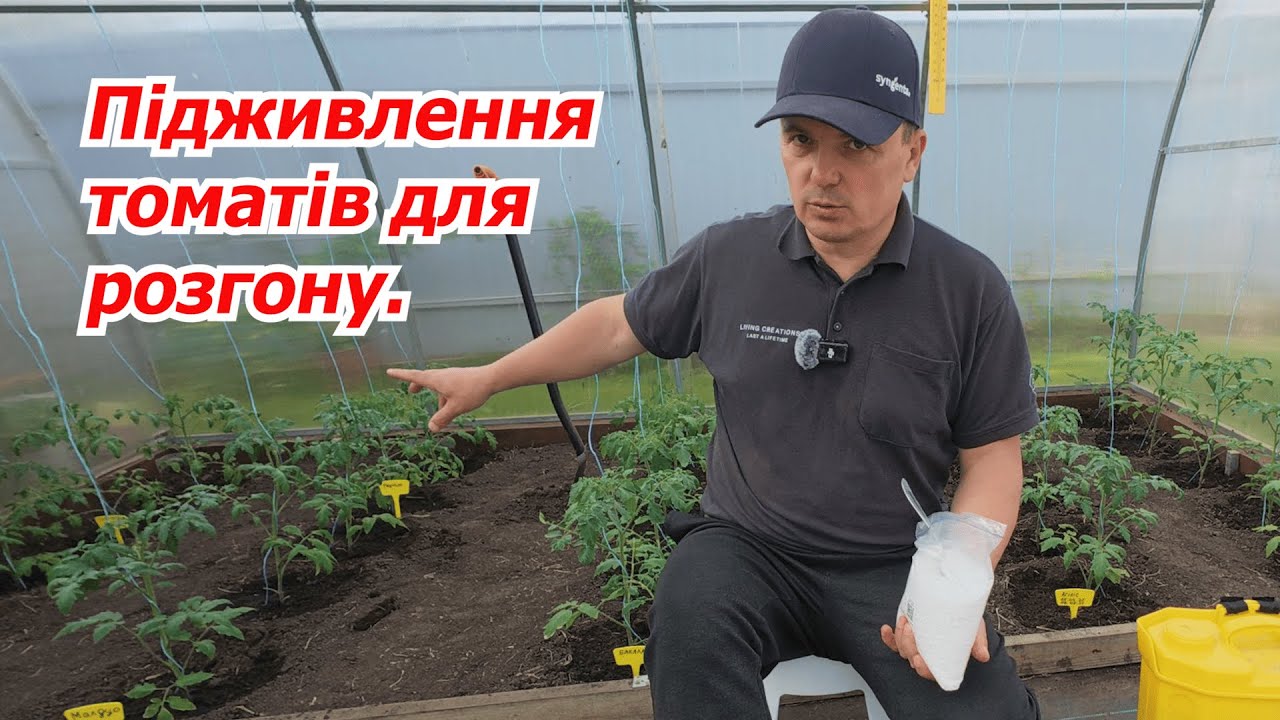 Перше підживлення томатів після висадки. А що там з коренем?
