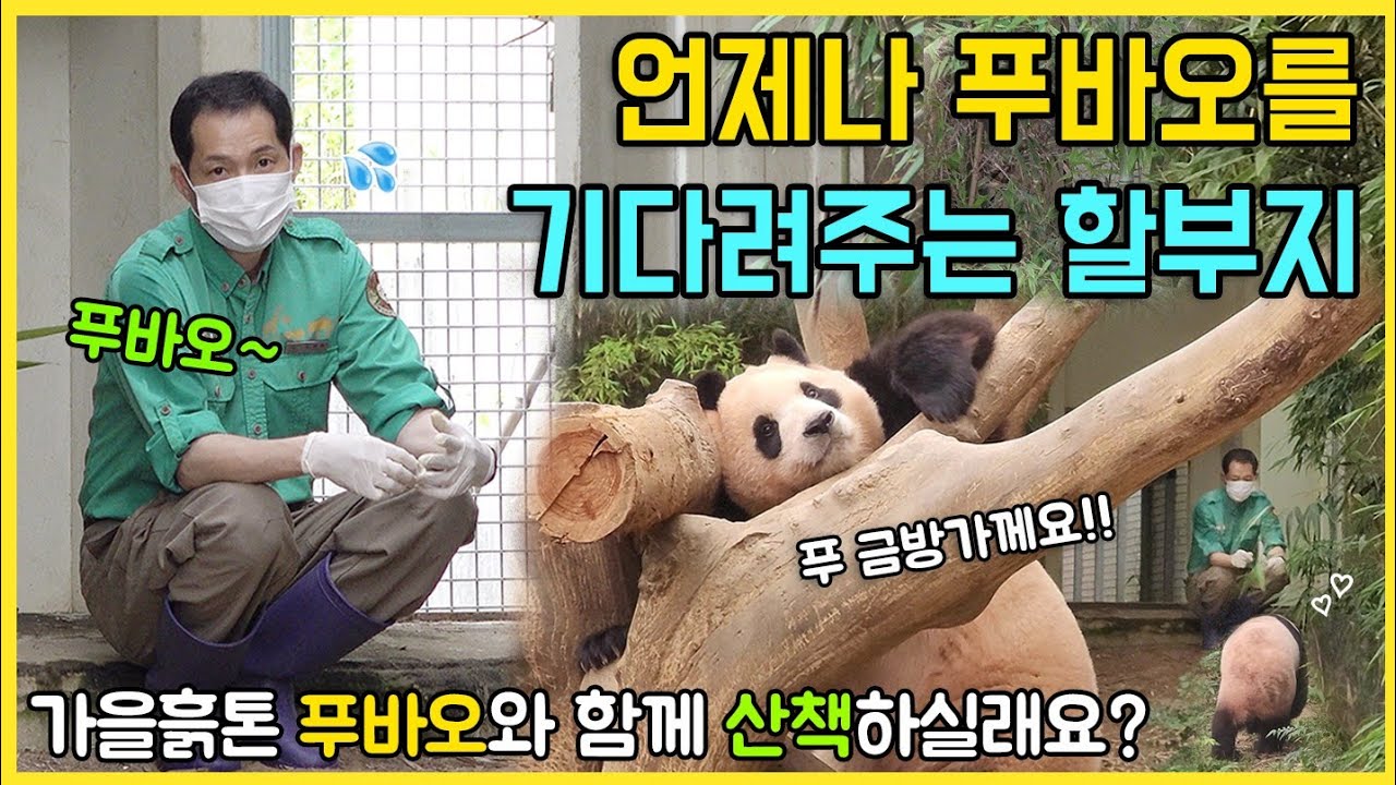 언제나 푸바오를 기다려주시는 할부지👨할부지 부름에 푸겁지겁 따라나서는 뚠빵이🐼 푸바오와 함께하는 야외 산책 어때요?💚 #fubao #푸바오