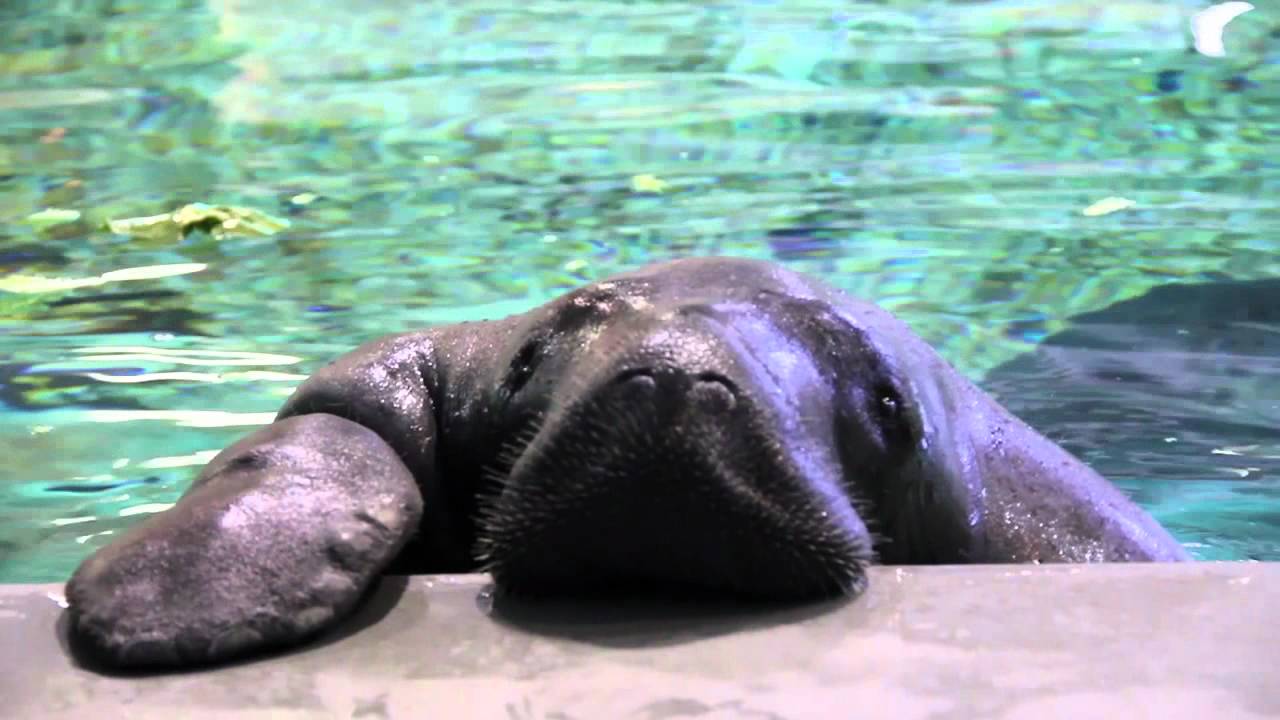 Meet Snooty the Manatee