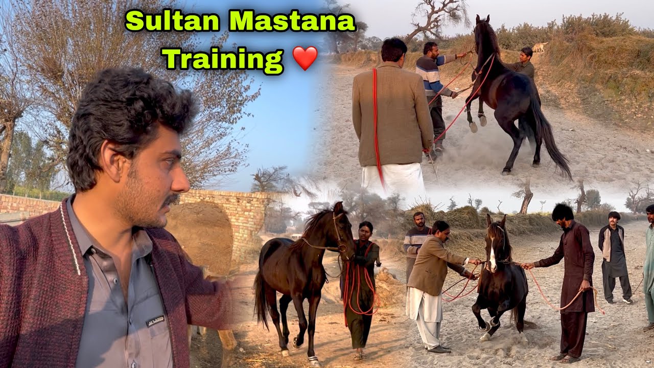 Sultan Or Mastany Ki Horse Training Start Hogai ❤️