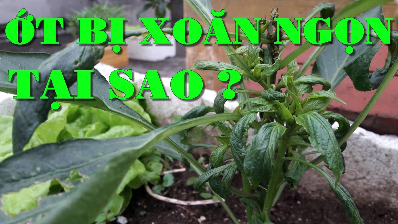 Cách Trị Bệnh Ớt Bị Sun Ngọn Xoăn Lá, Kém Phát Triển.