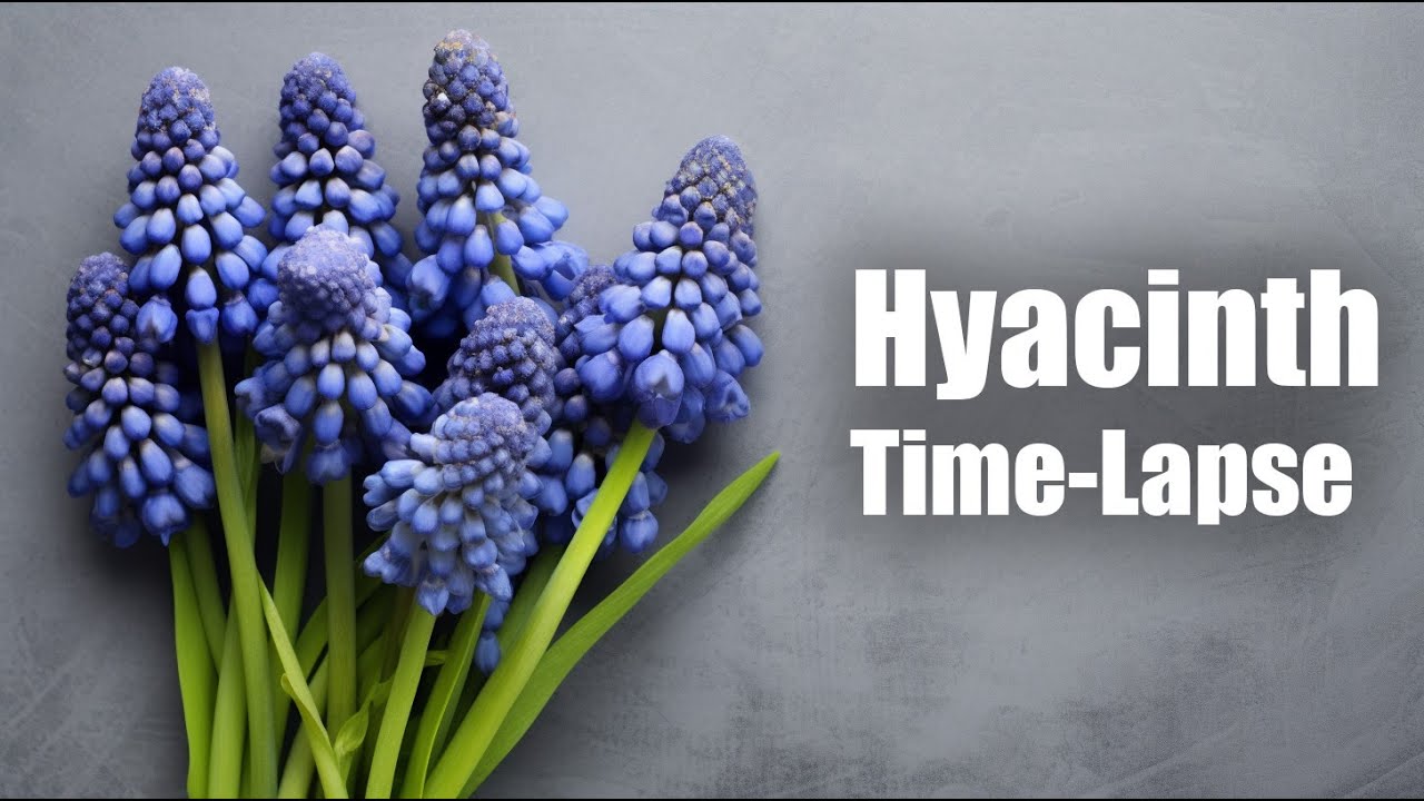 Grape Hyacinth Blooming 30 Days in 1 Minute - Time Lapse