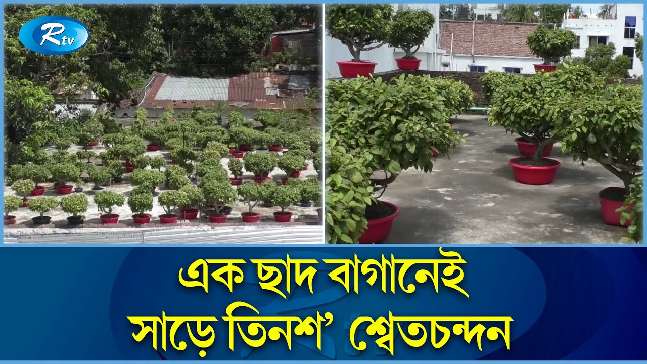 দুষ্প্রাপ্য শ্বেতচন্দনের বনসাই | Bonsai | White Sandalwood | Rtv Exclusive News
