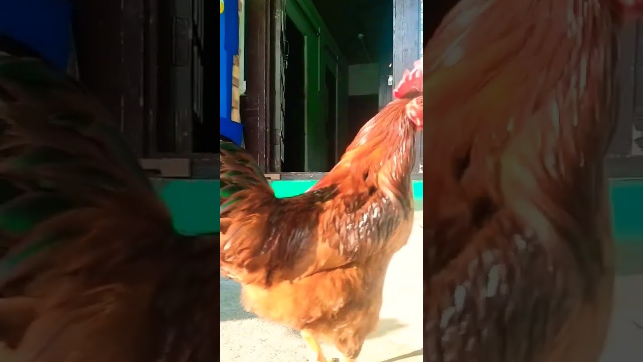 King 👑 Cock 😁😁 #shorts