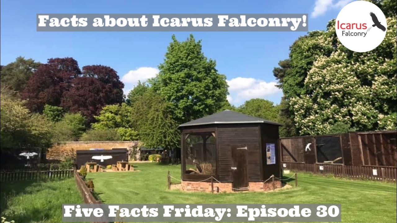 5 FACTS FRIDAY: Icarus Falconry at Holdenby House, Facts About Icarus Falconry Centre,