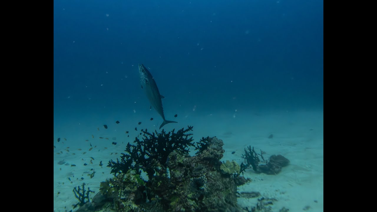 Discover Underwater Paradise: Maldives Shark Channel & Jaw-Dropping Tuna Cleaning Station!