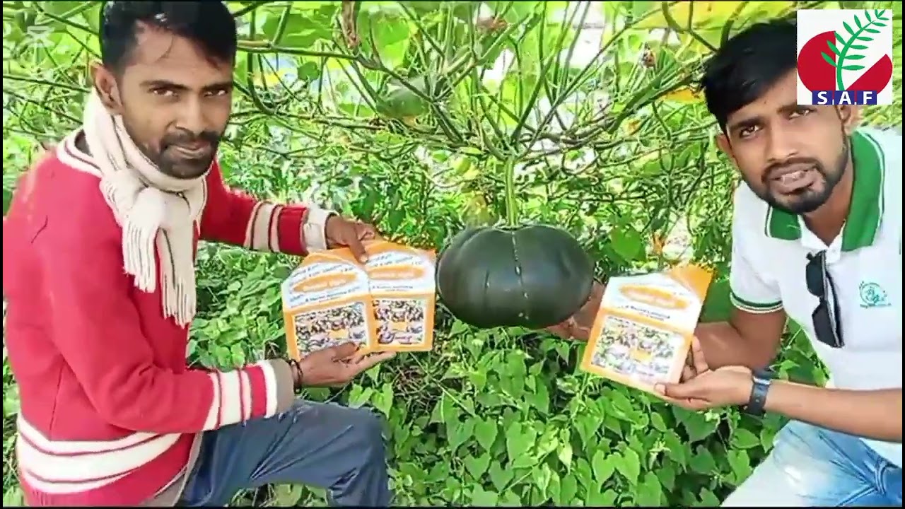 হাইব্রিড মিষ্টি কুমড়া 