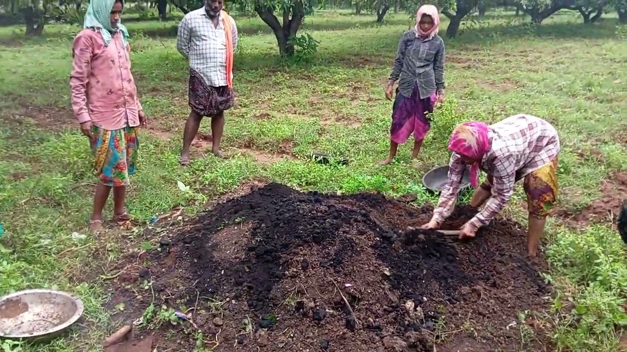 మామిడి తోట కు జీవన ఎరువులు వాడే విధానం📱63049 22729 @jivasendriya #జీవనఎరువులు #jivanaeruvulu