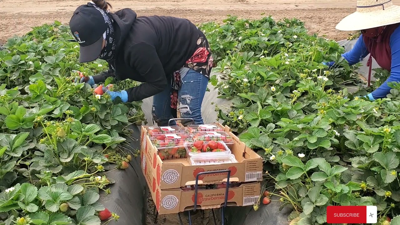 La Campeóna de la fresas en Oxnard California😁