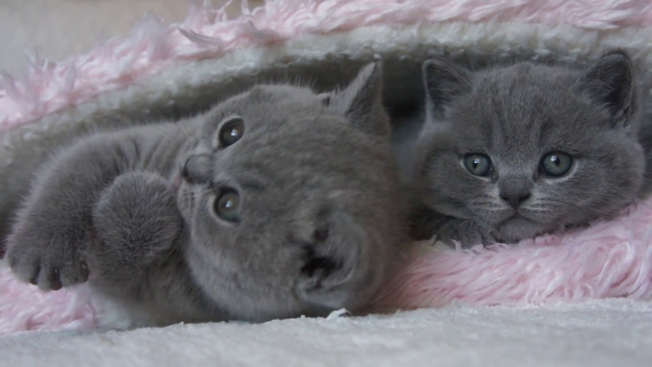 koty brytyjskie - Fernandi i Gregory - British Shorthair Cattery