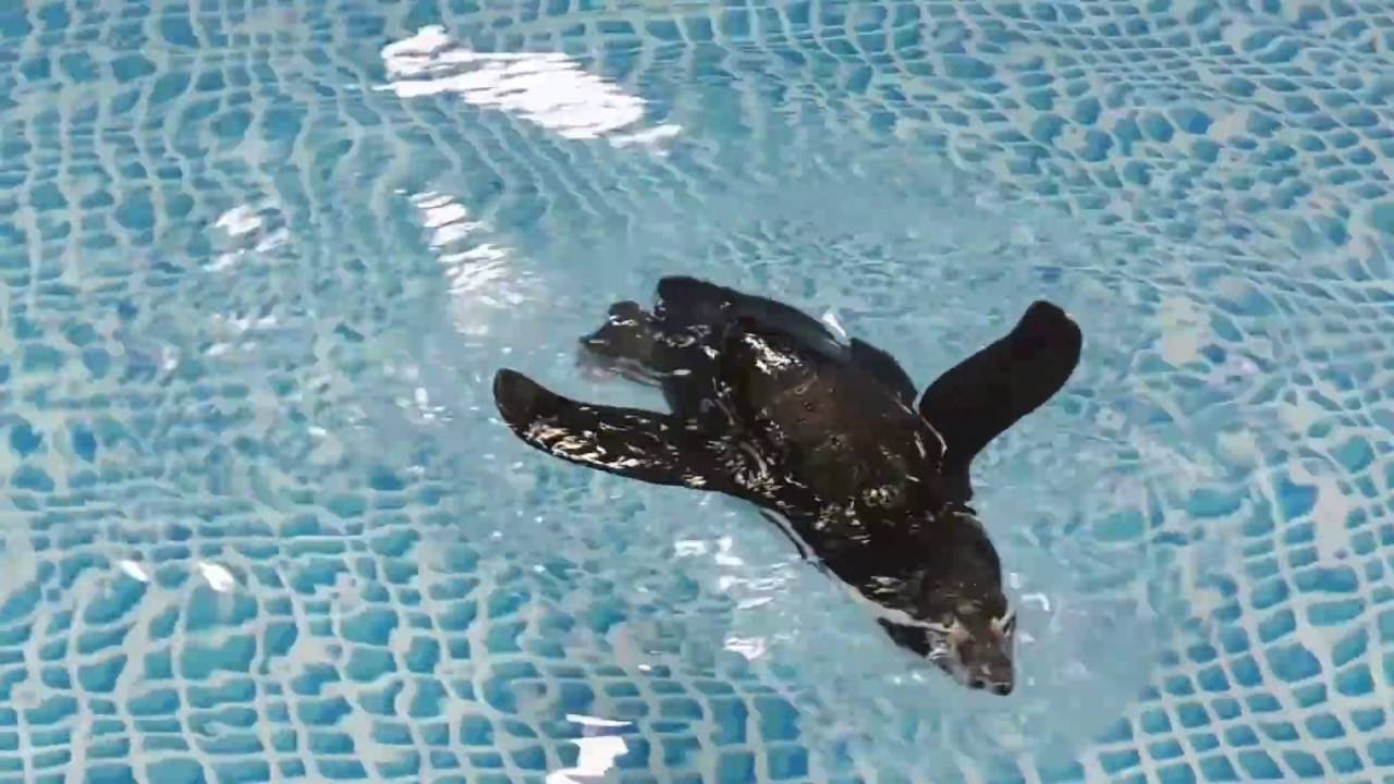 世界中誰にも作れない、どこにもないラジコン水中ロボットです。