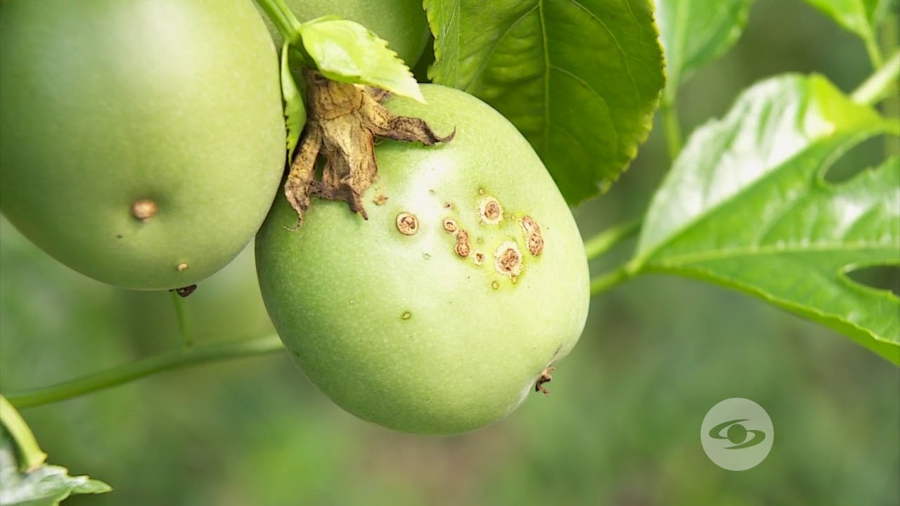 Requerimientos fitosanitarios cultivo de gulupa | La Finca de Hoy