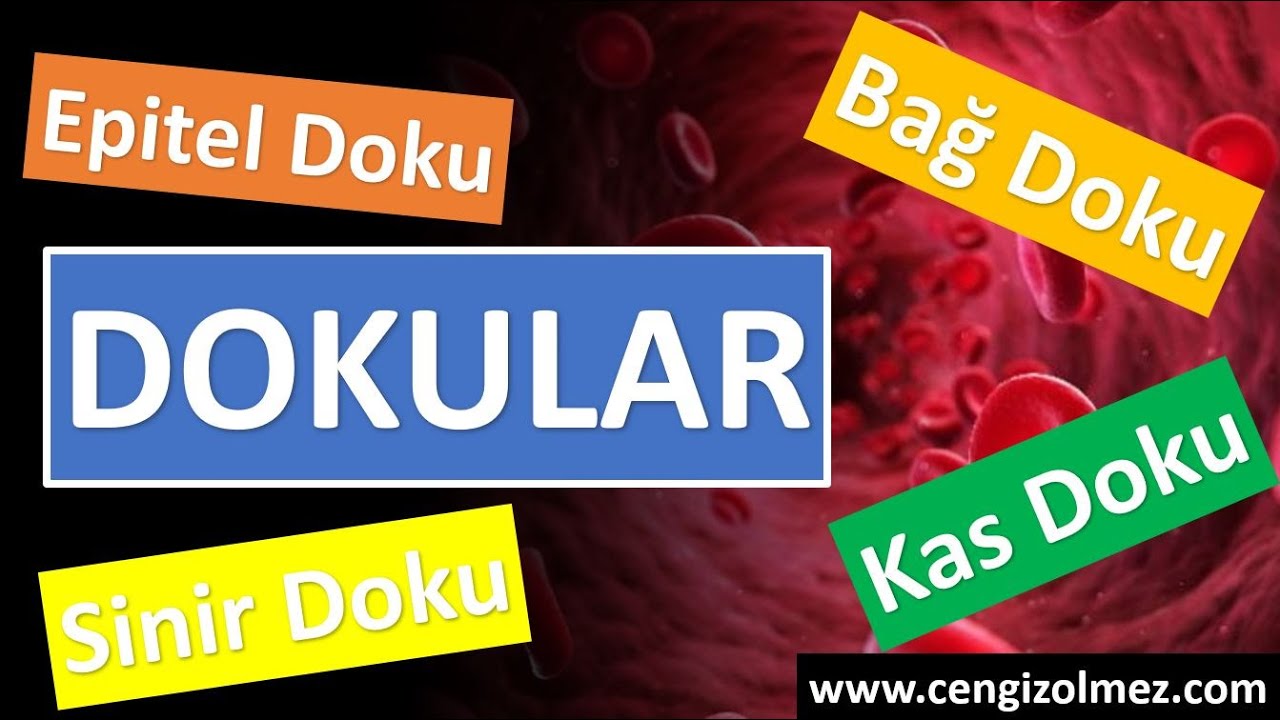Doku Fizyolojisi- (Epitel Doku- Bağ Doku- Sinir Doku- Kas Doku) / epithelial and connective tissue