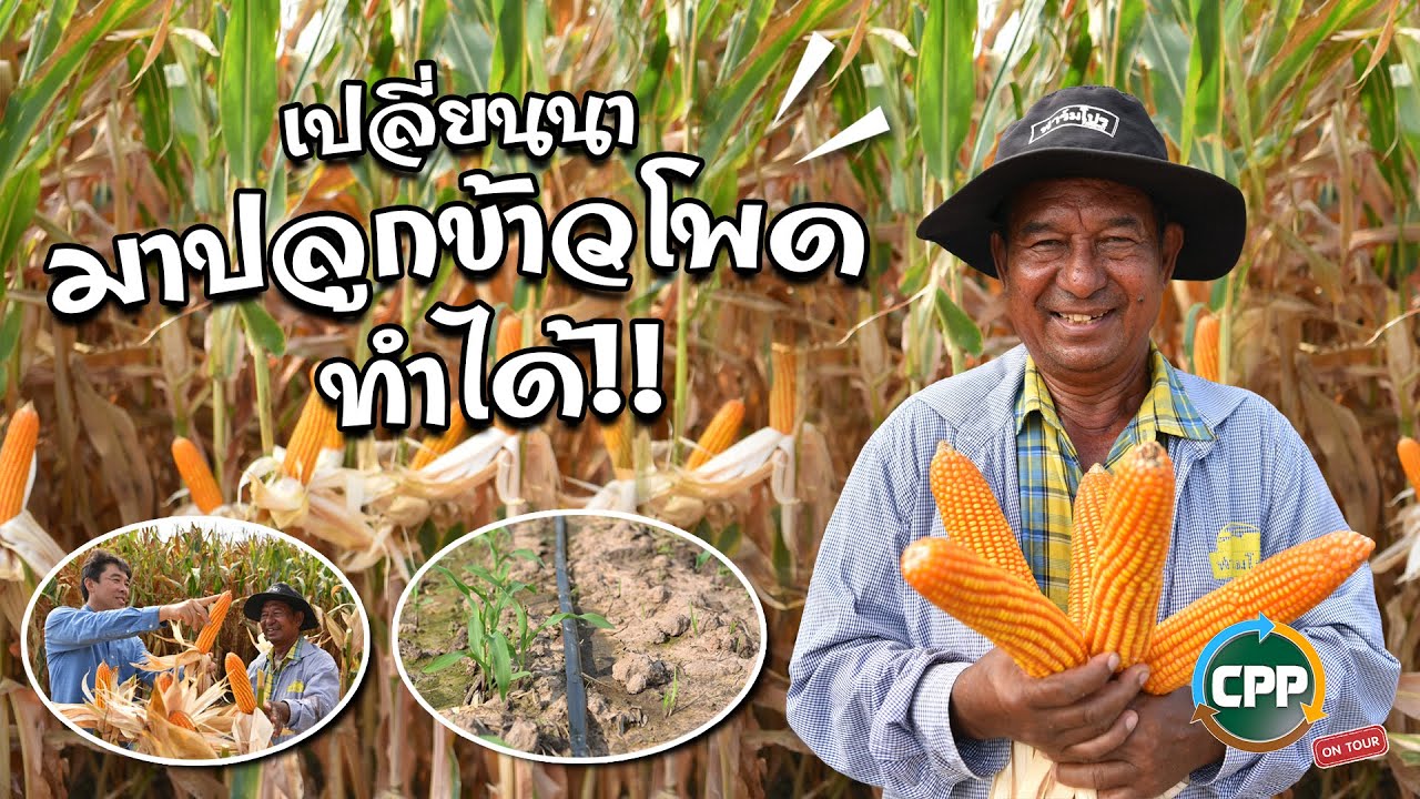 CPP Talk On Tour EP.5 : เปลี่ยนนามาปลูกข้าวโพดทำได้