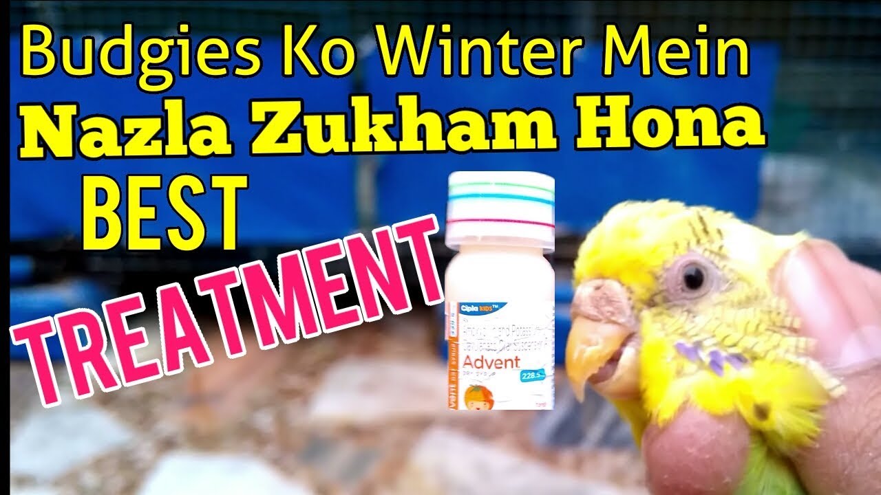 BUDGIES KO NAZLA ZUKHAM AUR BUKHAR KA REASON AUR USKA ELAAJ /DESI NUSKHA