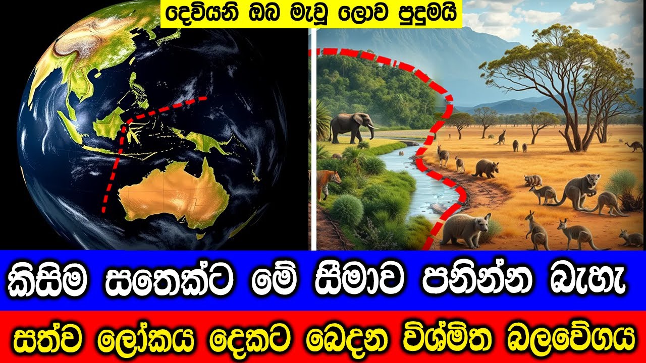 සත්ව ලෝකය දෙකට බෙදන සොබාදහමේ විශ්මිත බෙදුම් රේඛාව. What Is the (Alfred Russel) Wallace Line?