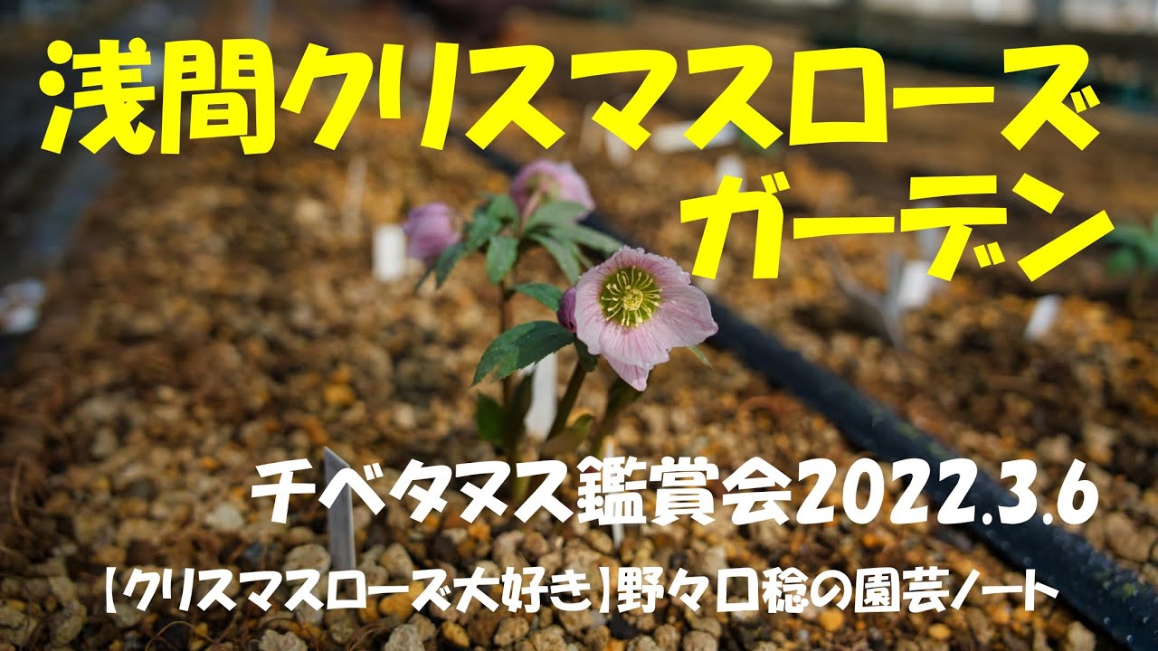 浅間クリスマスローズガーデン 2022.3.6