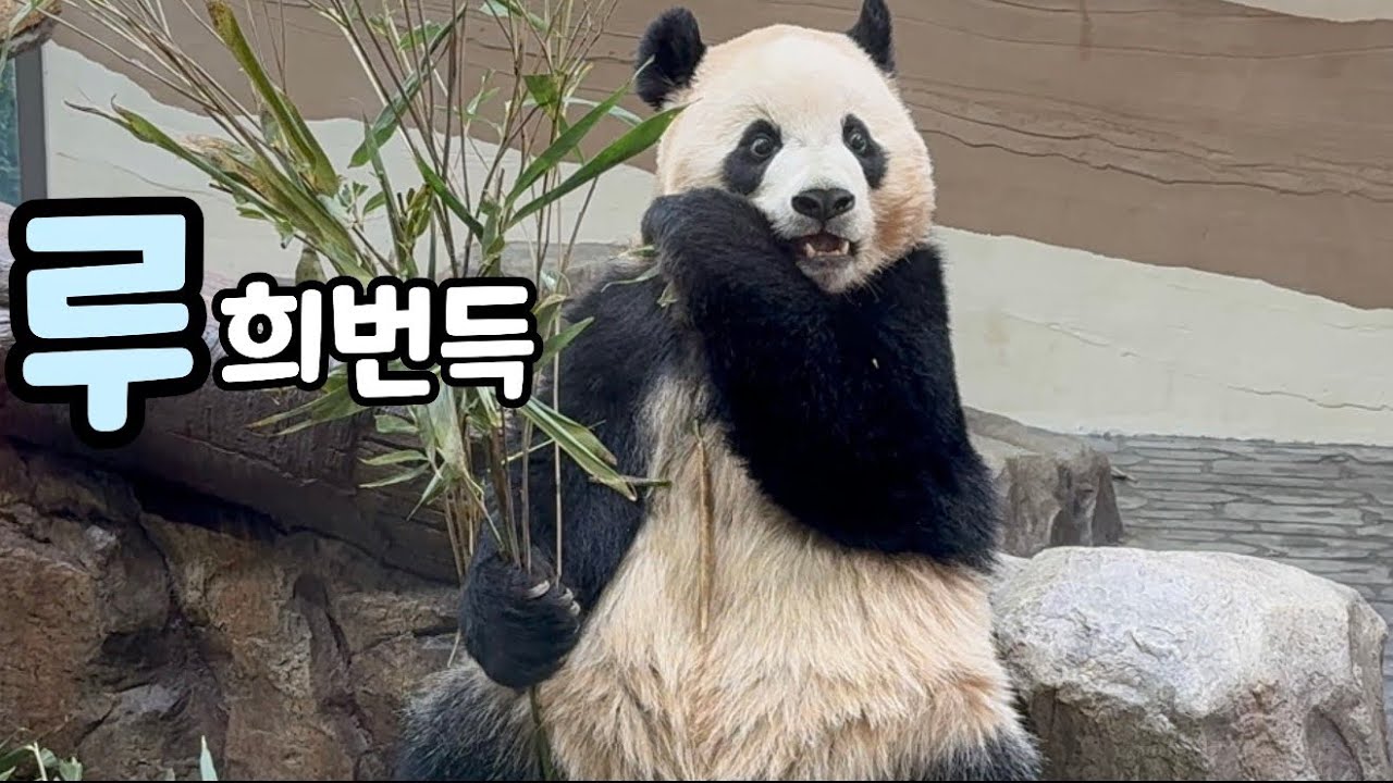 매력만점 루희번득👀 무슨 소리를 들은걸까?? 🤔