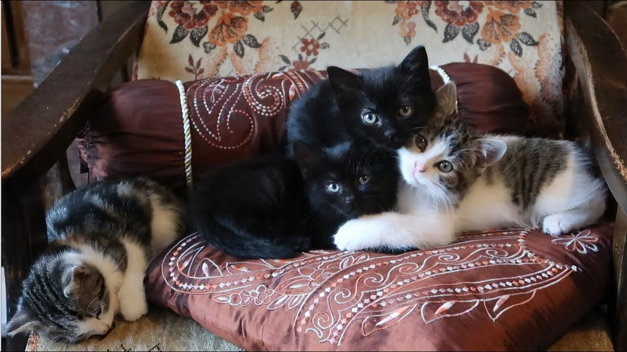 (43) Chatons qui jouent
