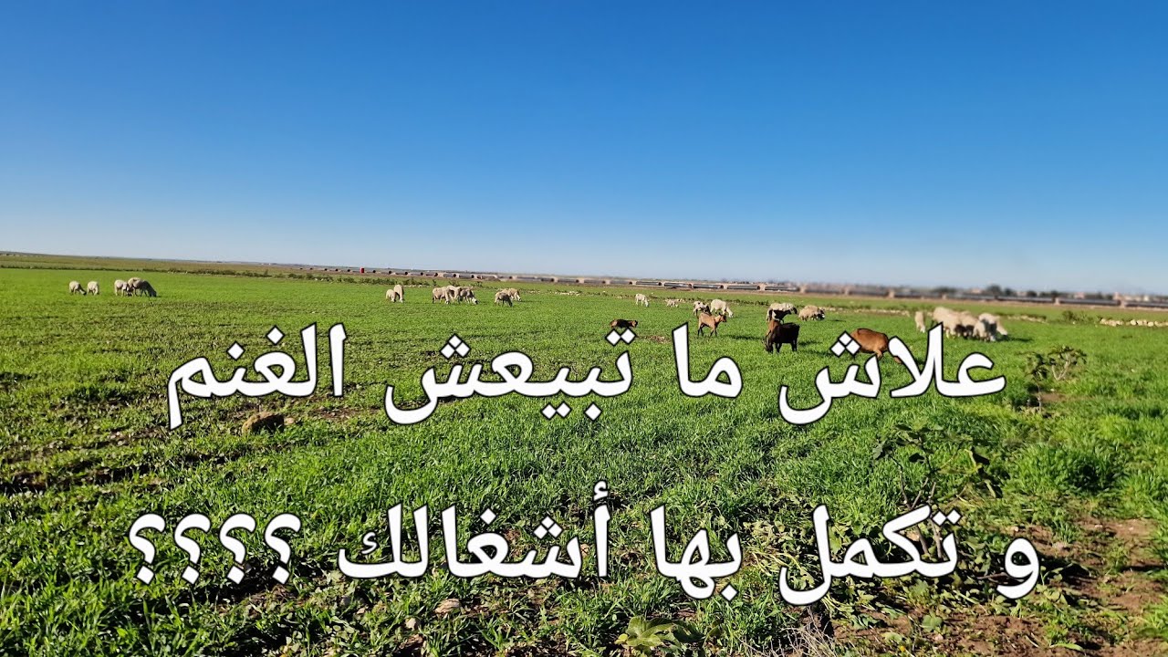 الحلقة 729.🐏🌱بيع الغنم و كمل بها أشغالك‼️‼️ هذا جوابي على هذ المقترح الجيد .